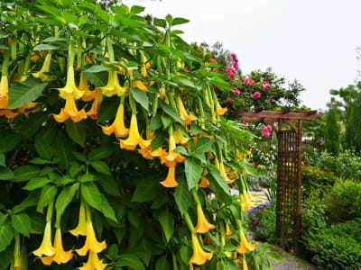 Angel's Trumpet