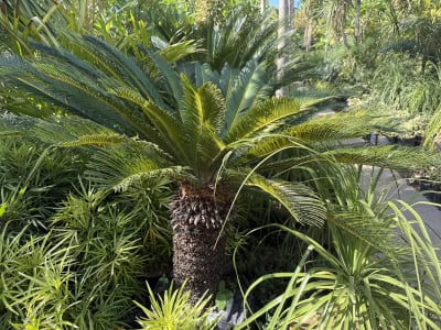 Sago Palm
