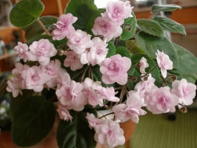 African Violet Rob's Vanilla Trail