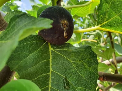 Black Madeira