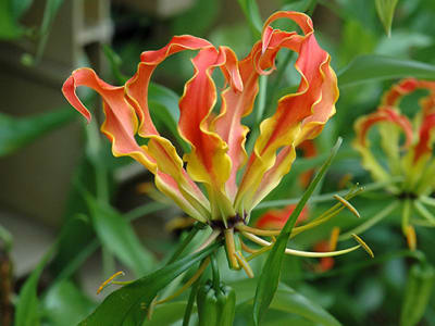 Flame Lily