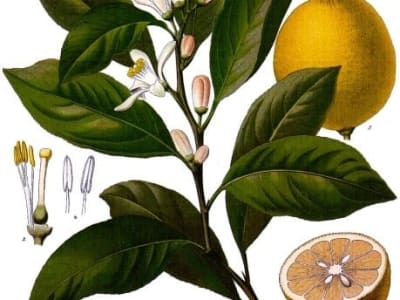Lemon