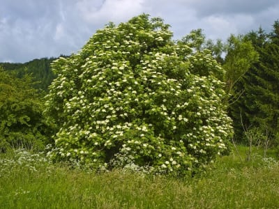 Elderberry