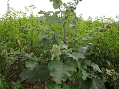 Burdock