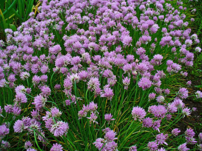 Chives