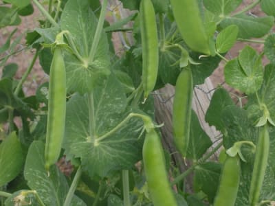 Garden Pea