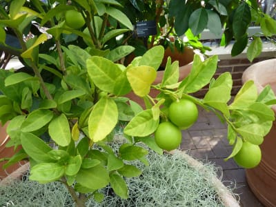 Lime