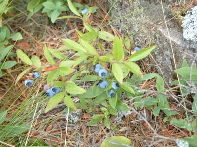 Blueberry