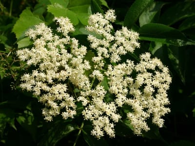 Sambucus canadensis