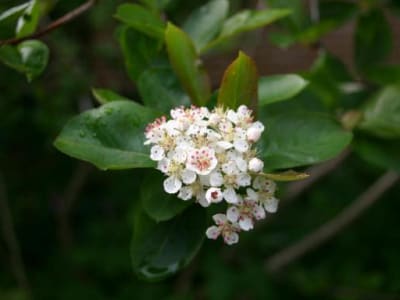 Chokeberry