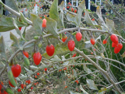 Goji berry