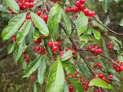 Autumn Olive