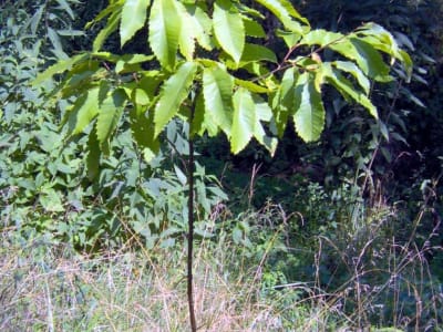 American Chestnut
