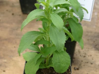 Candyleaf