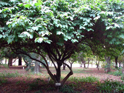 Cherimoya