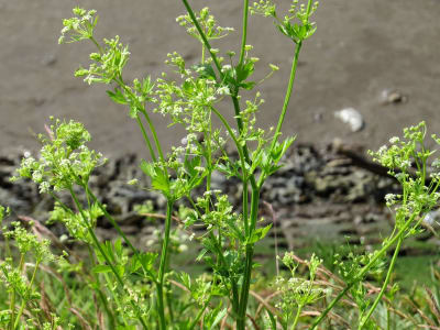 Celery