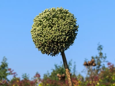 Elephant Garlic