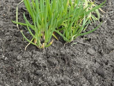 Garlic