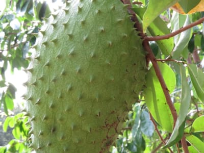Soursop