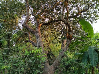 Jackfruit