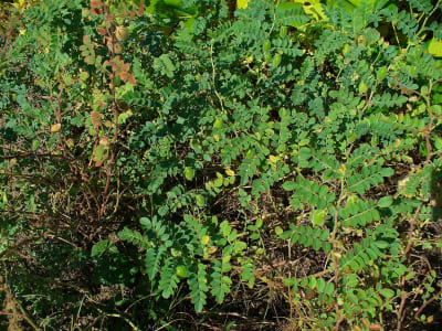 Chickpea