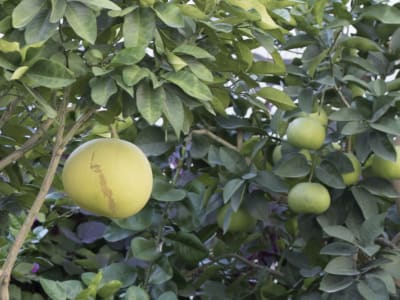 Pomelo