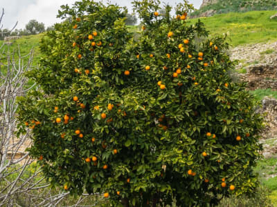 Mandarin Orange