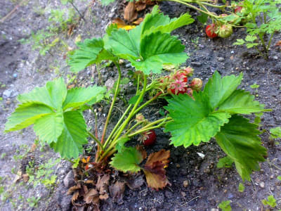 Strawberry