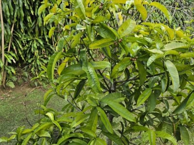 Mangosteen