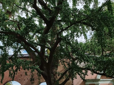 Ginkgo Biloba