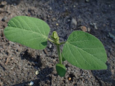 Soybean