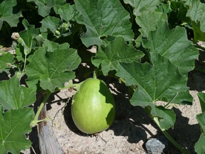 Bottle Gourd