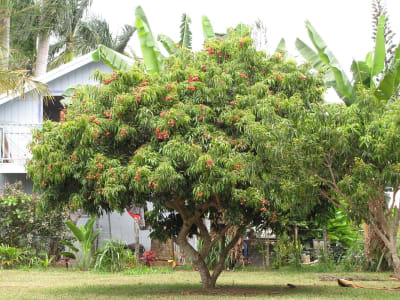 Lychee