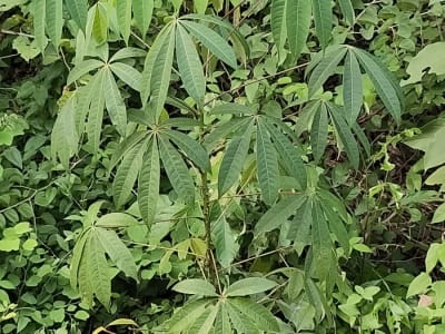 Cassava