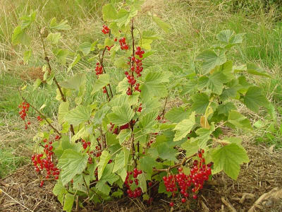 Red Currant