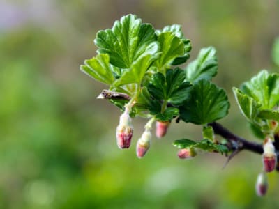 Gooseberry
