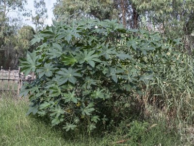 Castor Bean