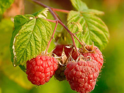 Raspberry