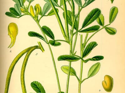 Fenugreek