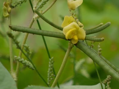 Mung Bean