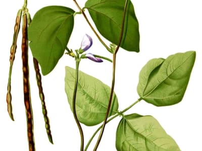 Black-eyed Pea