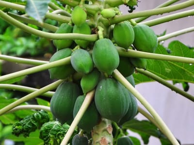 Papaya
