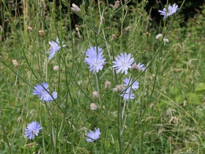 Chicory