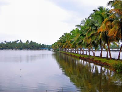 Coconut Palm