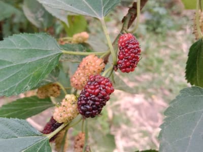 White Mulberry