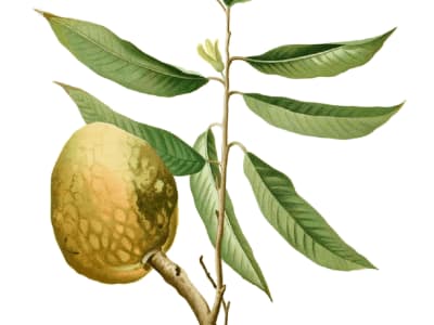 Custard Apple