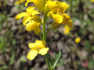 Early Yellowrocket