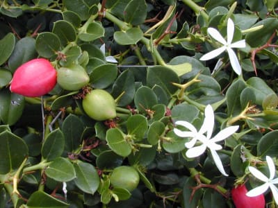 Amatungulu