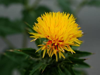 Safflower