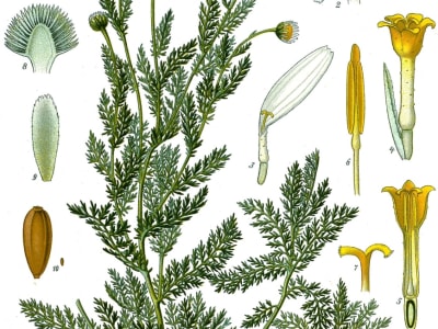 Roman Chamomile